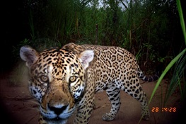 Good News for Jaguars 
